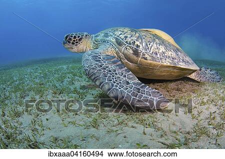 Green Sea Turtle (Chelonia mydas), Red Sea, Marsa Alam, Abu Dabab, Egypt, Africa View Large Photo Image Picture - Green Sea Turtle (Chelonia mydas), Red Sea, Marsa Alam, Abu Dabab, Egypt, Africa. Fotosearch
