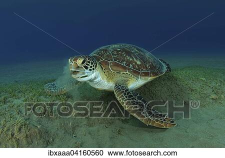Green Sea Turtle (Chelonia mydas), Red Sea, Marsa Alam, Abu Dabab, Egypt, Africa View Large Photo Image Stock Image - Green Sea Turtle (Chelonia mydas), Red Sea, Marsa Alam, Abu Dabab, Egypt, Africa. Fotosearch