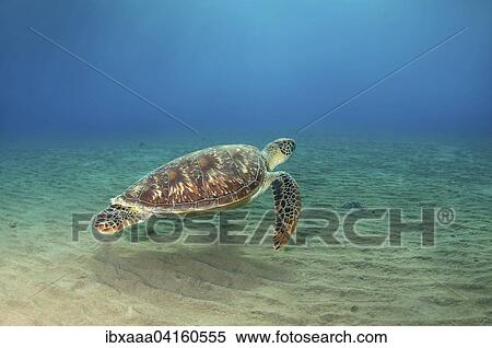 Green Sea Turtle (Chelonia mydas), Red Sea, Marsa Alam, Abu Dabab, Egypt, Africa View Large Photo Image Stock Photography - Green Sea Turtle (Chelonia mydas), Red Sea, Marsa Alam, Abu Dabab, Egypt, Africa. Fotosearch