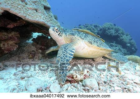 Stock Image - Green sea turtle (Chelonia mydas), Bohol Sea, Philippines, Asia. Fotosearch