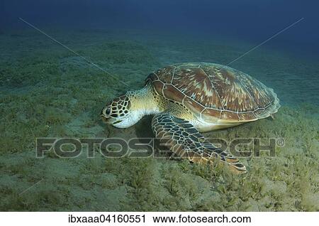 Green Sea Turtle (Chelonia mydas) feeding on sea grass on the sandy bottom, Red Sea, Marsa Alam, Abu Dabab, Egypt, Africa View Large Photo Image Stock Image - Green Sea Turtle (Chelonia mydas) feeding on sea grass on the sandy bottom, Red Sea, Marsa Alam, Abu Dabab, Egypt, Africa. Fotosearch