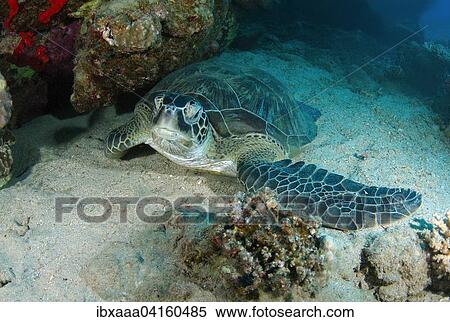 Green Sea Turtle (Chelonia mydas) sleeping next to a coral reef, Red Sea, Marsa Alam, Abu Dabab, Egypt, Africa View Large Photo Image Stock Photography - Green Sea Turtle (Chelonia mydas) sleeping next to a coral reef, Red Sea, Marsa Alam, Abu Dabab, Egypt, Africa. Fotosearch