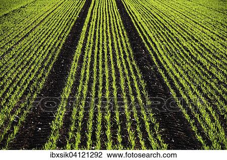 Green seedlings, field, tractor tracks, Upper Swabia, Baden-Wurttemberg, Germany, Europe View Large Photo Image Stock Image - Green seedlings, field, tractor tracks, Upper Swabia, Baden-Wurttemberg, Germany, Europe. Fotosearch