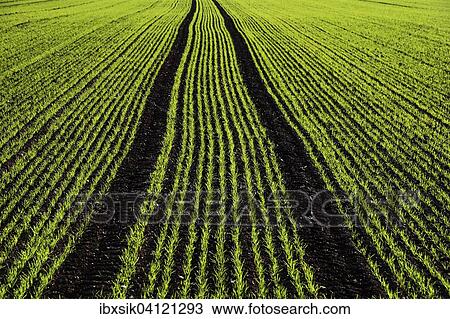 Green seedlings, field, tractor tracks, Upper Swabia, Baden-Wurttemberg, Germany, Europe View Large Photo Image Stock Image - Green seedlings, field, tractor tracks, Upper Swabia, Baden-Wurttemberg, Germany, Europe. Fotosearch