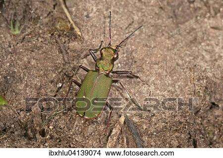 Picture - Green Tiger Beetle (Cicindela campestris), Baden-Wurttemberg, Germany, Europe. Fotosearch