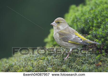 Greenfinch (Carduelis chloris), Emsland, Lower Saxony, Germany, Europe View Large Photo Image Stock Photo - Greenfinch (Carduelis chloris), Emsland, Lower Saxony, Germany, Europe. Fotosearch