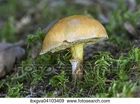 Greville's Bolete (Suillus grevillei), mycorrhizal fungus in symbiosis with larches, edible, Switzerland, Europe View Large Photo Image Stock Photo - Greville's Bolete (Suillus grevillei), mycorrhizal fungus in symbiosis with larches, edible, Switzerland, Europe. Fotosearch