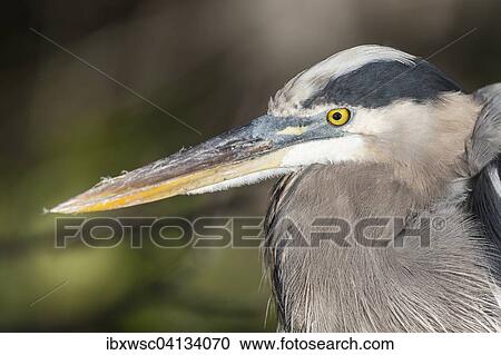 Grey Heron (Ardea cinerea), Anhinga Trail, Everglades National Park, Florida, USA View Large Photo Image Stock Image - Grey Heron (Ardea cinerea), Anhinga Trail, Everglades National Park, Florida, USA. Fotosearch