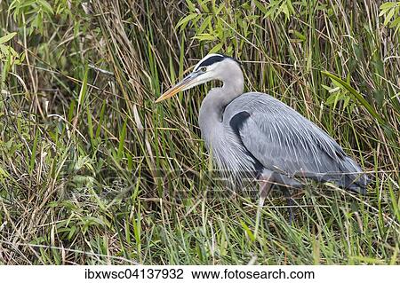 Grey Heron (Ardea cinerea), Anhinga Trail, Everglades National Park, Florida, USA View Large Photo Image Stock Image - Grey Heron (Ardea cinerea), Anhinga Trail, Everglades National Park, Florida, USA. Fotosearch