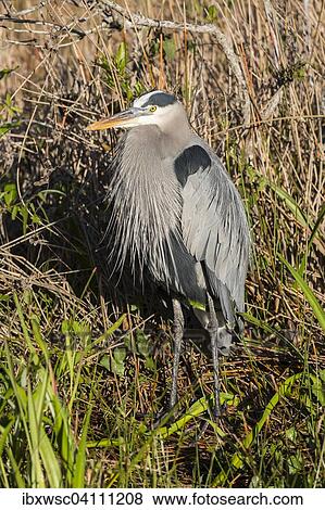 Grey heron (Ardea cinerea), Anhinga Trail, Everglades National Park, Florida, United States, North America View Large Photo Image Stock Photo - Grey heron (Ardea cinerea), Anhinga Trail, Everglades National Park, Florida, United States, North America. Fotosearch