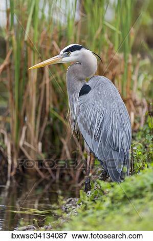 Grey Heron (Ardea cinerea), Anhinga Trail, Everglades National Park, Florida, USA View Large Photo Image Stock Photo - Grey Heron (Ardea cinerea), Anhinga Trail, Everglades National Park, Florida, USA. Fotosearch