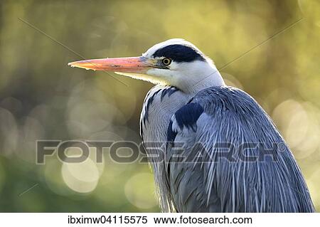 Grey Heron (Ardea cinerea), animal portrait, Baden-Wurttemberg, Germany, Europe View Large Photo Image Stock Photography - Grey Heron (Ardea cinerea), animal portrait, Baden-Wurttemberg, Germany, Europe. Fotosearch