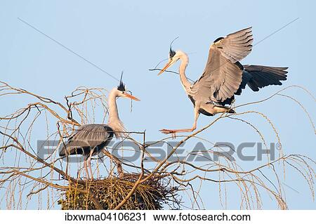 Stock Image - Grey heron (Ardea cinerea) approaching the nest with nesting material, Lower Saxony, Germany, Europe. Fotosearch