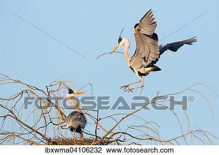 Stock Image - Grey heron (Ardea cinerea) approaching the nest with nesting material, Lower Saxony, Germany, Europe. Fotosearch
