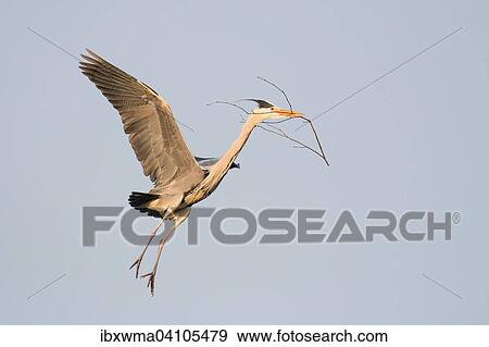 Stock Photo - Grey heron (Ardea cinerea) approaching its nest with nesting material, Hesse, Germany, Europe. Fotosearch