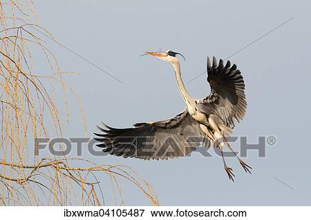 Stock Photo - Grey heron (Ardea cinerea) approaching its nest with nesting material, Hesse, Germany, Europe. Fotosearch