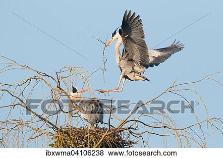 Grey heron (Ardea cinerea) approaching the nest with nesting material, Lower Saxony, Germany, Europe View Large Photo Image Stock Photo - Grey heron (Ardea cinerea) approaching the nest with nesting material, Lower Saxony, Germany, Europe. Fotosearch