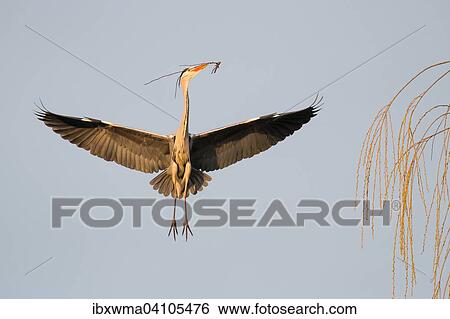 Grey heron (Ardea cinerea) approaching its nest with nesting material, Hesse, Germany, Europe View Large Photo Image Stock Photograph - Grey heron (Ardea cinerea) approaching its nest with nesting material, Hesse, Germany, Europe. Fotosearch