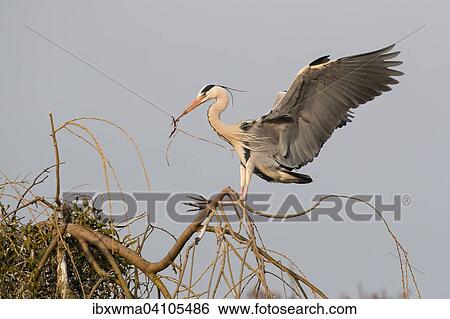Grey heron (Ardea cinerea) approaching nest with nesting material, Hesse, Germany, Europe View Large Photo Image Stock Photograph - Grey heron (Ardea cinerea) approaching nest with nesting material, Hesse, Germany, Europe. Fotosearch
