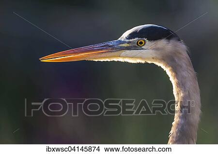 Picture - Grey Heron (Ardea cinerea), Everglades National Park, Anhinga Trail, Florida, USA. Fotosearch