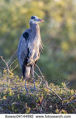 Grey Heron (Ardea cinerea), Everglades National Park, Anhinga Trail, Florida, USA View Large Photo Image Stock Image - Grey Heron (Ardea cinerea), Everglades National Park, Anhinga Trail, Florida, USA. Fotosearch