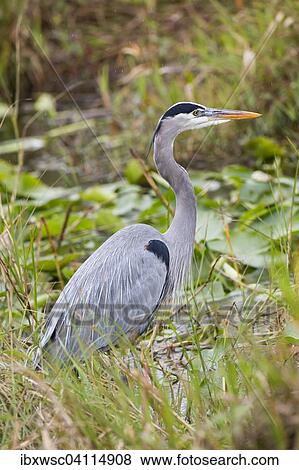 Grey Heron (Ardea cinerea), Everglades National Park, Anhinga Trail, Florida, United States, North America View Large Photo Image Stock Photo - Grey Heron (Ardea cinerea), Everglades National Park, Anhinga Trail, Florida, United States, North America. Fotosearch