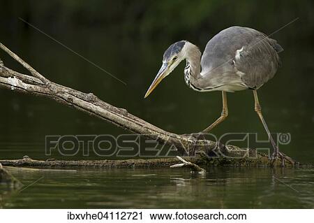 Grey heron (Ardea cinerea) fishing from a tree branch, Rhine-Main region, Hesse, Germany, Europe View Large Photo Image Stock Image - Grey heron (Ardea cinerea) fishing from a tree branch, Rhine-Main region, Hesse, Germany, Europe. Fotosearch