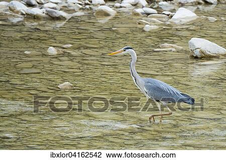 Grey Heron (Ardea cinerea) in a river, Foreste Casentinesi National Park, Emilia Romagna, Tuscany, Italy, Europe View Large Photo Image Stock Image - Grey Heron (Ardea cinerea) in a river, Foreste Casentinesi National Park, Emilia Romagna, Tuscany, Italy, Europe. Fotosearch