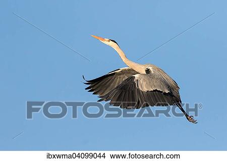 Picture - Grey Heron (Ardea cinerea) in flight, Hesse, Germany, Europe. Fotosearch
