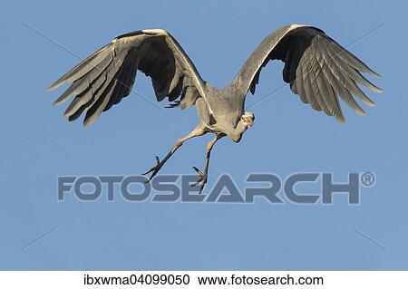 Grey Heron (Ardea cinerea) in flight, Hesse, Germany, Europe View Large Photo Image Stock Image - Grey Heron (Ardea cinerea) in flight, Hesse, Germany, Europe. Fotosearch