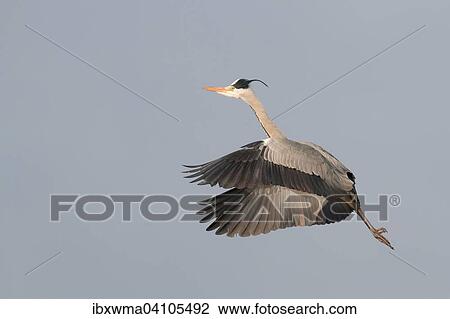 Grey heron (Ardea cinerea) in flight with wings spread, Hesse, Germany, Europe View Large Photo Image Stock Image - Grey heron (Ardea cinerea) in flight with wings spread, Hesse, Germany, Europe. Fotosearch