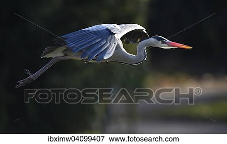 Grey Heron (Ardea cinerea) in flight, Baden-Wurttemberg, Germany, Europe View Large Photo Image Stock Photo - Grey Heron (Ardea cinerea) in flight, Baden-Wurttemberg, Germany, Europe. Fotosearch