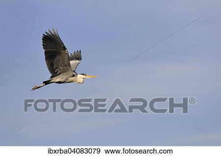 Grey Heron (Ardea cinerea), in flight, North Rhine-Westphalia, Germany, Europe View Large Photo Image Stock Photo - Grey Heron (Ardea cinerea), in flight, North Rhine-Westphalia, Germany, Europe. Fotosearch