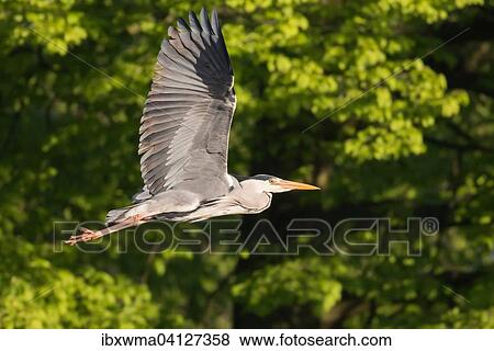 Stock Photo - Grey Heron (Ardea cinerea) in flight, Hesse, Germany, Europe. Fotosearch