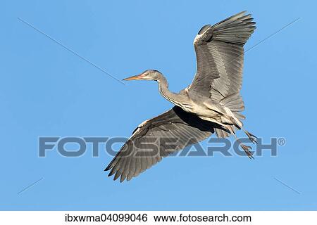 Grey Heron (Ardea cinerea) in flight, Hesse, Germany, Europe View Large Photo Image Stock Photograph - Grey Heron (Ardea cinerea) in flight, Hesse, Germany, Europe. Fotosearch