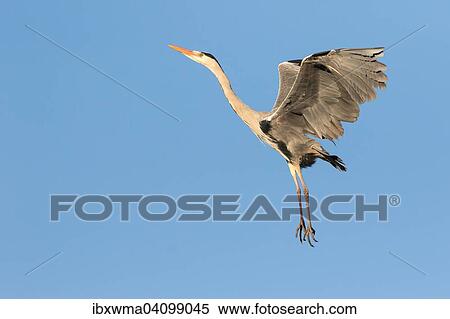 Stock Photography - Grey Heron (Ardea cinerea) in flight, Hesse, Germany, Europe. Fotosearch