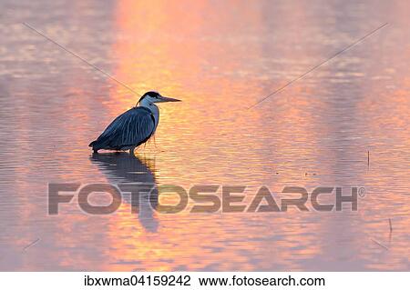 Stock Image - Grey Heron (Ardea cinerea) in the morning light, Lower Saxony, Germany, Europe. Fotosearch