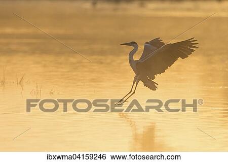 Grey Heron (Ardea cinerea), landing, in the morning light, Lower Saxony, Germany, Europe View Large Photo Image Stock Photograph - Grey Heron (Ardea cinerea), landing, in the morning light, Lower Saxony, Germany, Europe. Fotosearch