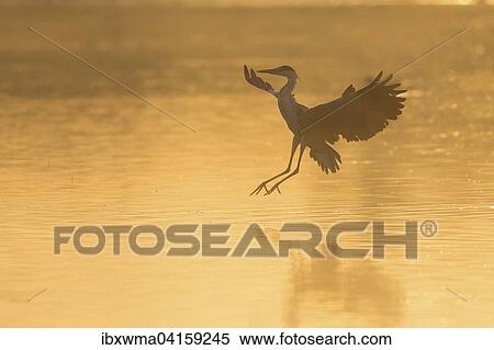 Grey Heron (Ardea cinerea), landing, in the morning light, Lower Saxony, Germany, Europe View Large Photo Image Stock Photography - Grey Heron (Ardea cinerea), landing, in the morning light, Lower Saxony, Germany, Europe. Fotosearch