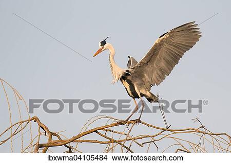 Grey heron (Ardea cinerea) landing on a tree, Hesse, Germany, Europe View Large Photo Image Picture - Grey heron (Ardea cinerea) landing on a tree, Hesse, Germany, Europe. Fotosearch