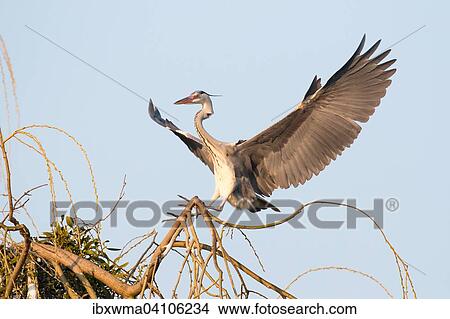 Picture - Grey heron (Ardea cinerea) landing on a tree with wings spread, Lower Saxony, Germany, Europe. Fotosearch