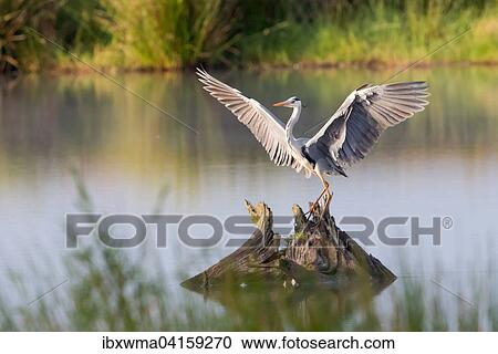 Grey Heron (Ardea cinerea) landing on deadwood, Lower Saxony, Germany, Europe View Large Photo Image Stock Image - Grey Heron (Ardea cinerea) landing on deadwood, Lower Saxony, Germany, Europe. Fotosearch