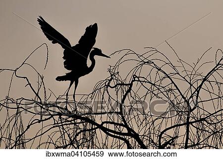 Grey heron (Ardea cinerea) landing on tree at dawn, wings spread, backlit, Hesse, Germany, Europe View Large Photo Image Stock Photo - Grey heron (Ardea cinerea) landing on tree at dawn, wings spread, backlit, Hesse, Germany, Europe. Fotosearch