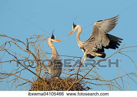 Stock Photograph - Grey heron (Ardea cinerea) landing on its nest with nesting material, Hesse, Germany, Europe. Fotosearch
