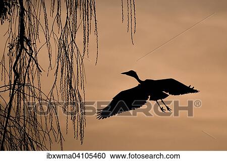 Grey heron (Ardea cinerea) on approach to tree at dawn, backlit, Hesse, Germany, Europe View Large Photo Image Stock Image - Grey heron (Ardea cinerea) on approach to tree at dawn, backlit, Hesse, Germany, Europe. Fotosearch