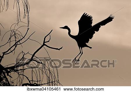 Grey heron (Ardea cinerea) on approach to tree at dawn, Hesse, Germany, Europe View Large Photo Image Stock Image - Grey heron (Ardea cinerea) on approach to tree at dawn, Hesse, Germany, Europe. Fotosearch