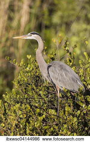 Stock Photograph - Grey Heron (Ardea cinerea) on tree, Everglades National Park, Anhinga Trail, Florida, USA. Fotosearch