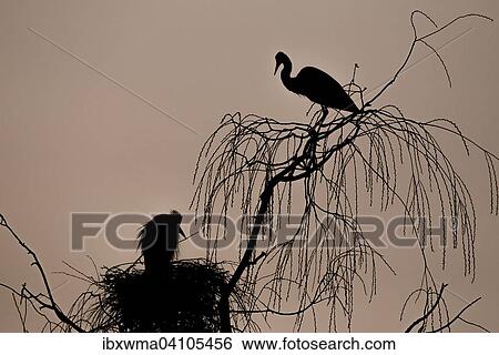 Grey heron (Ardea cinerea) pair in their nest at dawn, backlit, Hesse, Germany, Europe View Large Photo Image Stock Photograph - Grey heron (Ardea cinerea) pair in their nest at dawn, backlit, Hesse, Germany, Europe. Fotosearch