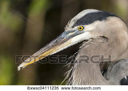 Grey heron (Ardea cinerea) portrait, Anhinga Trail, Everglades National Park, Florida, United States, North America View Large Photo Image Stock Photography - Grey heron (Ardea cinerea) portrait, Anhinga Trail, Everglades National Park, Florida, United States, North America. Fotosearch