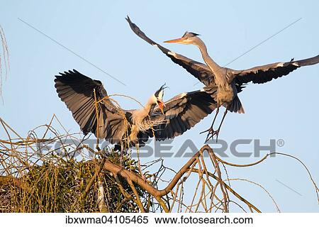 Grey heron (Ardea cinerea) scares away grey heron from its nest, Hesse, Germany, Europe View Large Photo Image Stock Photography - Grey heron (Ardea cinerea) scares away grey heron from its nest, Hesse, Germany, Europe. Fotosearch